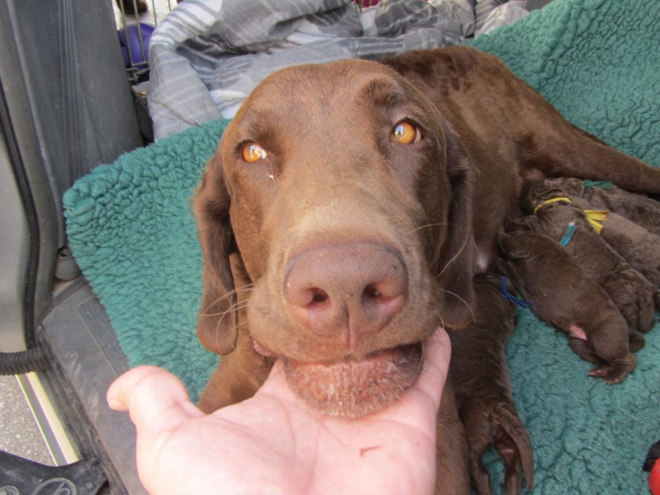 Brown dog with puppies together