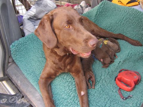 1968 Ford Mustang - Mother dog and her litter of puppies resting on a blanket inside a vehicle.