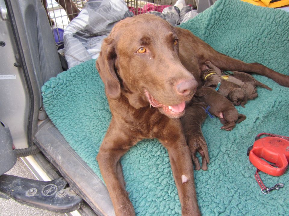 Brown dog with puppies lying on a teal blanket inside a vehicle