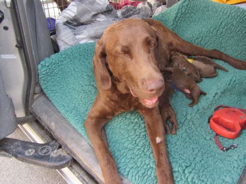 1968 Ford Mustang - A mother dog and her puppies are resting on a blanket inside a vehicle.