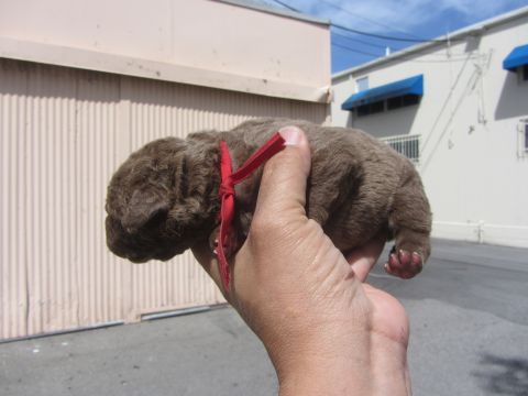 1968 Ford Mustang - A tiny, brown puppy with a red ribbon around its neck is held in a person's hand.