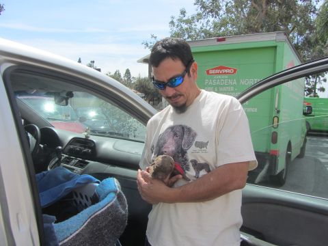 1968 Ford Mustang - Man holds a puppy near a car with a Servpro truck visible in the background.