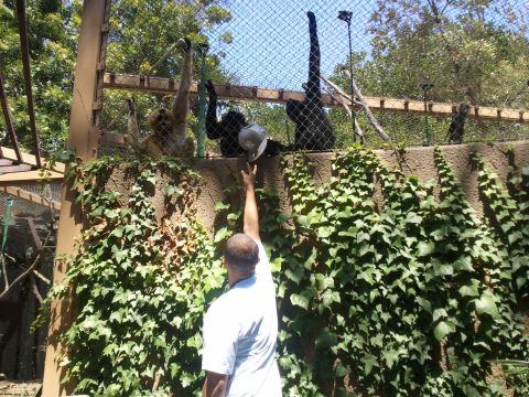 1978 Ford Bronco - A man interacts with monkeys in a zoo enclosure, with one monkey holding a hat.