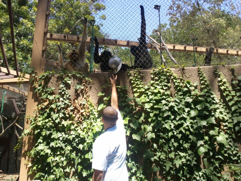 Man reaching up to monkeys in zoo enclosure, one monkey has a hat
