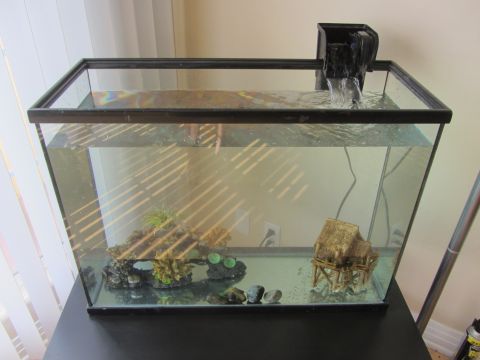 1968 Ford Mustang - An aquarium sits on a black surface, with blinds casting shadows on the water.