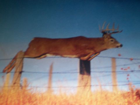1993 Ford Bronco - Deer leaps over a barbed wire fence in a rural landscape.
