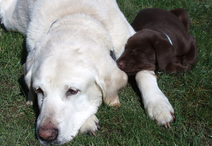 Adult white Labrador and chocolate puppy resting on grass, with Supermotors logo in the corner