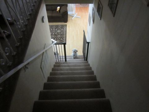 1968 Ford Mustang - A small dog waits patiently on a carpeted staircase.
