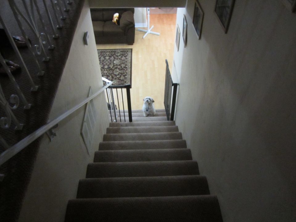 Dog sitting on carpeted stairs