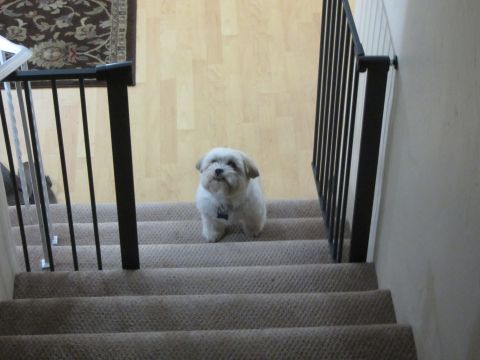 1968 Ford Mustang - A small white dog stands on a carpeted staircase.