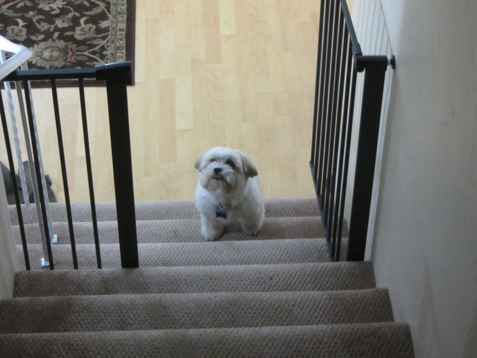 Small white dog standing on carpeted stairs with black railing