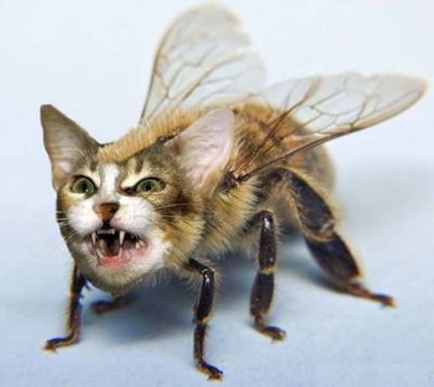 1999 Ford Ranger - A bizarre hybrid creature with the head of a cat and the body of a bee is pictured.