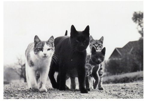 1999 Ford Ranger - A group of cats walks towards the camera on a gravel path.
