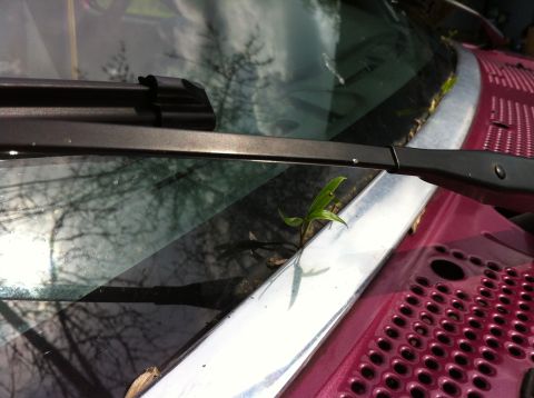 1992 Ford F-150 - I'm environmentally friendly... sorta.
