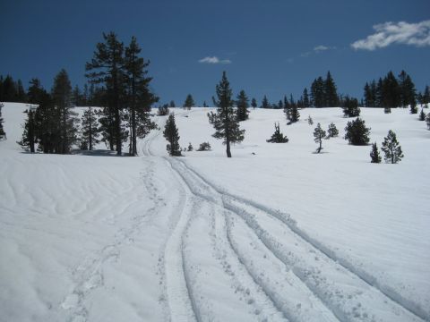 1986 Ford Bronco - Tire tracks mark a path through a snow-covered landscape dotted with pine trees, under a clear blue sky.