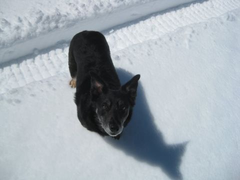 1986 Ford Bronco - A black dog stands in a snowy landscape, casting a shadow.