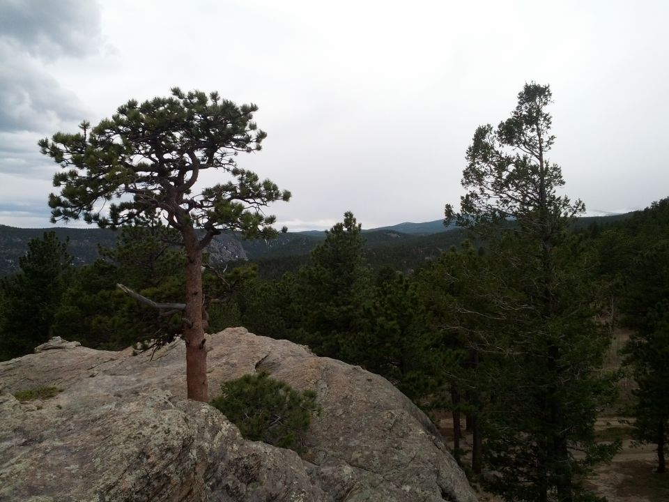 Rocky outcrop with a lone pine tree, overlooking a dense forest and distant mountains under a cloudy sky