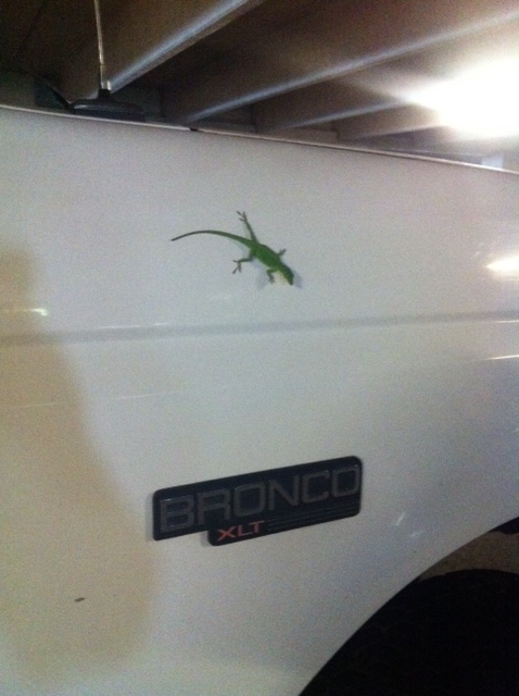 1996 Ford Bronco - A green lizard is perched on the side of a white Ford Bronco XLT.
