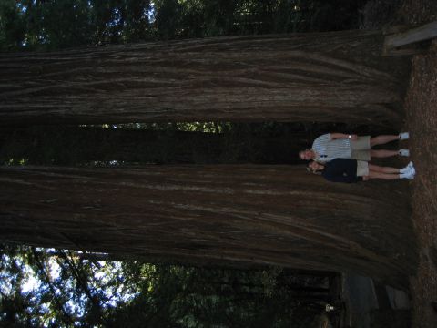 2002 Ford Taurus - Two people stand between massive redwood trees, dwarfed by their immense size.