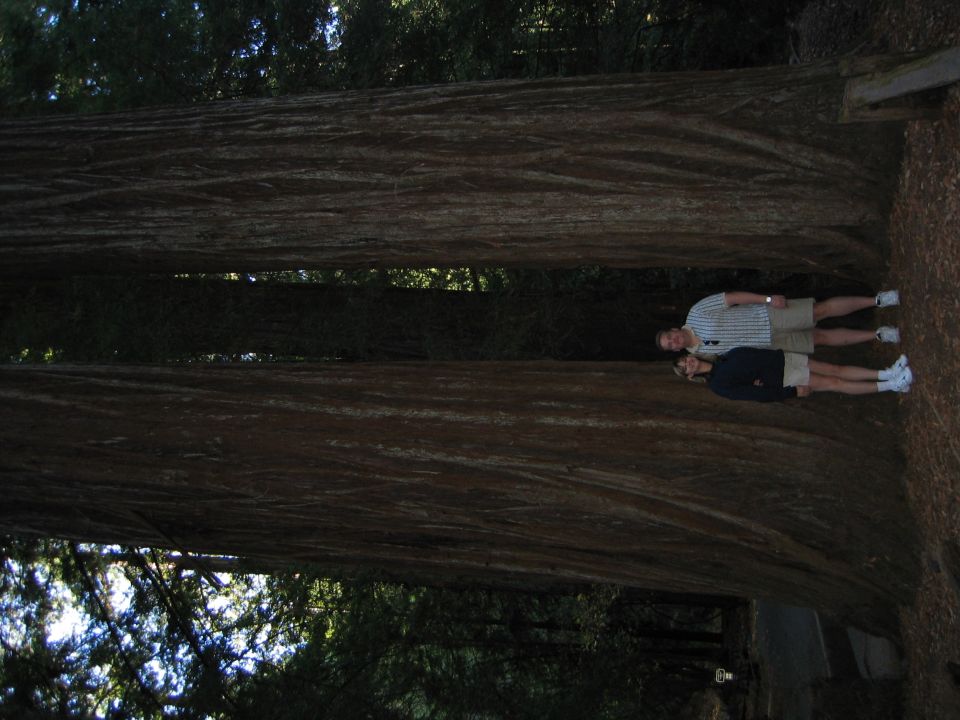 two people standing between giant redwood trees, one wearing a striped shirt and shorts, the other a dark jacket and shorts