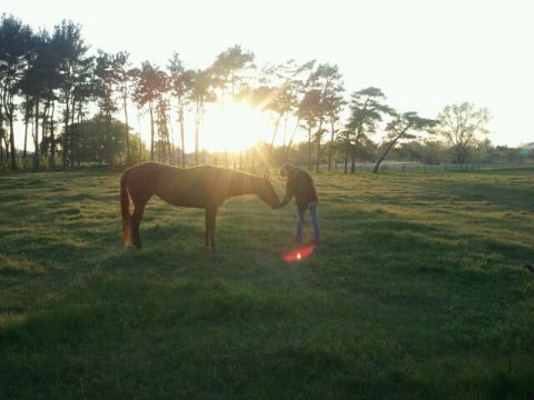 1979 Ford Bronco - A person pets a horse in a field during a golden hour sunset.