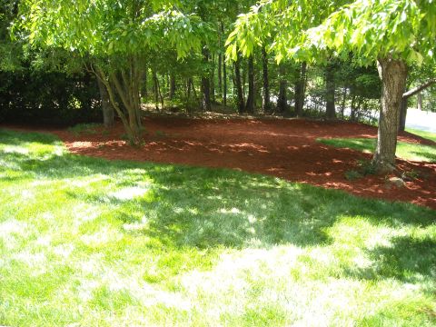 1979 Ford F-150 - A view of a landscaped yard green grass, trees, and a mulched area under the trees.