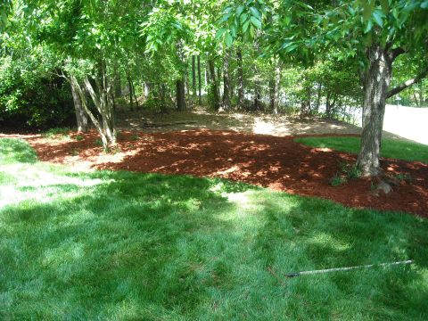 1979 Ford F-150 - A landscaped yard features green grass, trees, and freshly spread red mulch.