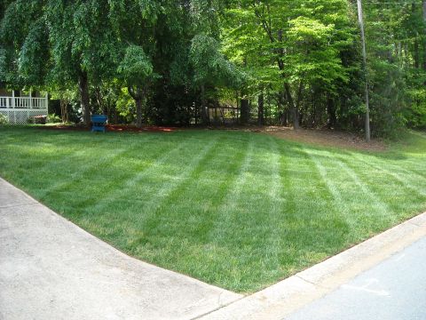 1979 Ford F-150 - A freshly cut lawn shows distinct mowing patterns, bordered by a concrete curb and surrounded by lush green trees.
