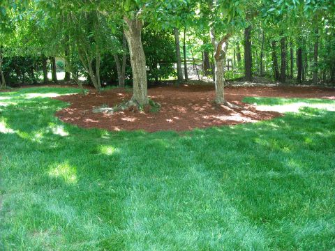 1979 Ford F-150 - A backyard scene with well-maintained grass and mature trees.