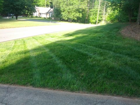 1979 Ford F-150 - A freshly mowed lawn shows distinct tire tracks from a vehicle, adjacent to a suburban street and a house in the background.