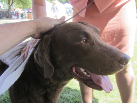 1968 Ford Mustang - A person pets a chocolate lab dog with its tongue hanging out at an outdoor event.