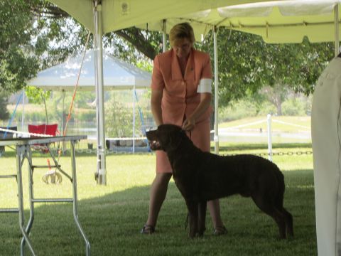 1968 Ford Mustang - A dog show event takes place outdoors under a tent, with a handler presenting a dog.