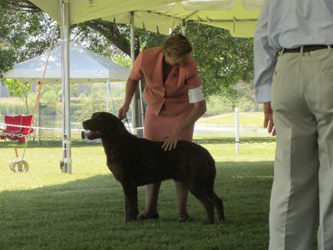 1968 Ford Mustang - A dog is presented for judging at an outdoor event.