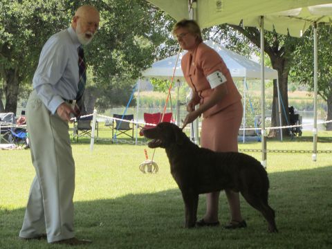 1968 Ford Mustang - Dog being presented at an outdoor show with handlers and spectators.