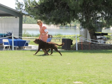 1968 Ford Mustang - A woman leads her dog in a show ring with a lake in the background.