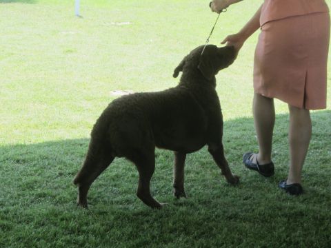 1968 Ford Mustang - A brown dog is presented on a leash by its handler in an outdoor grassy area.