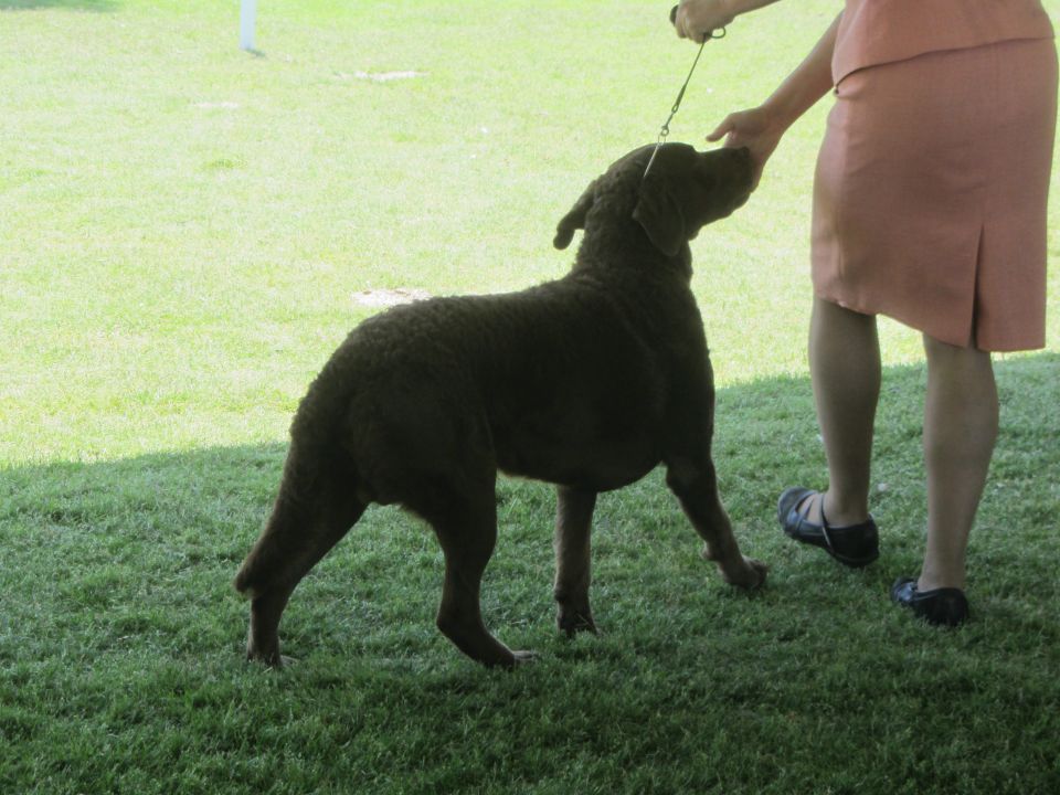 Brown dog on leash with handler
