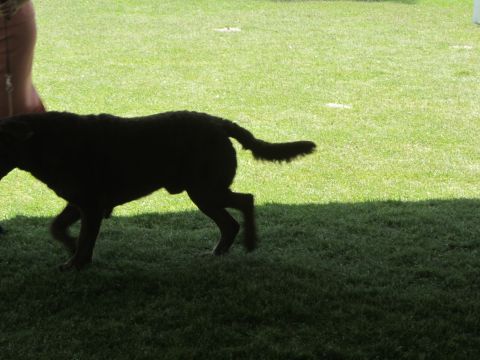 1968 Ford Mustang - A black dog is walking across a grassy area, with a person's legs visible on the left.