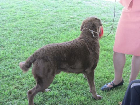 1968 Ford Mustang - A brown dog with a distinctive curly coat is shown on a leash, standing on a grassy area next to a person.