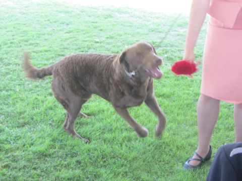 1968 Ford Mustang - A brown dog leaps for a red toy held by a person in a pink dress on a grassy field.