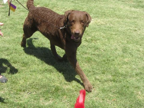 1968 Ford Mustang - A brown dog with a curly coat is on a leash in a grassy area, with a red object in the foreground.