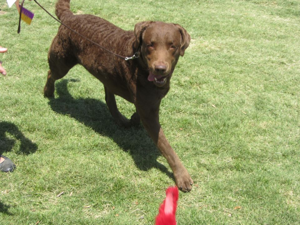 Brown dog on a leash on grass