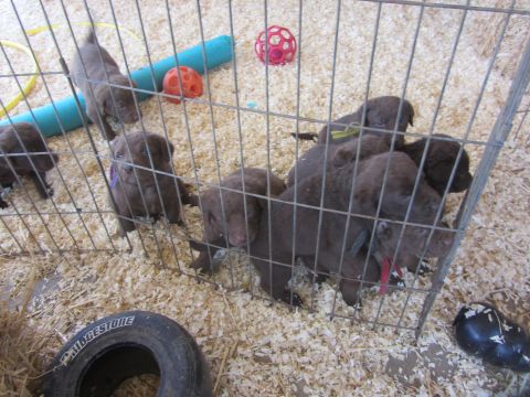 1968 Ford Mustang - Chocolate labrador puppies are contained within a wire pen, with wood shavings covering the ground.