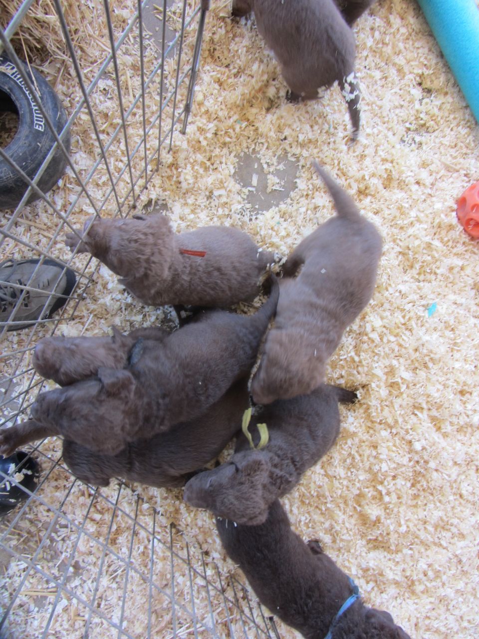 puppies in a pen with wood shavings