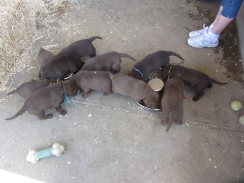1968 Ford Mustang - A litter of puppies gathers around a food bowl, with a person's legs and shoes visible in the upper right corner.