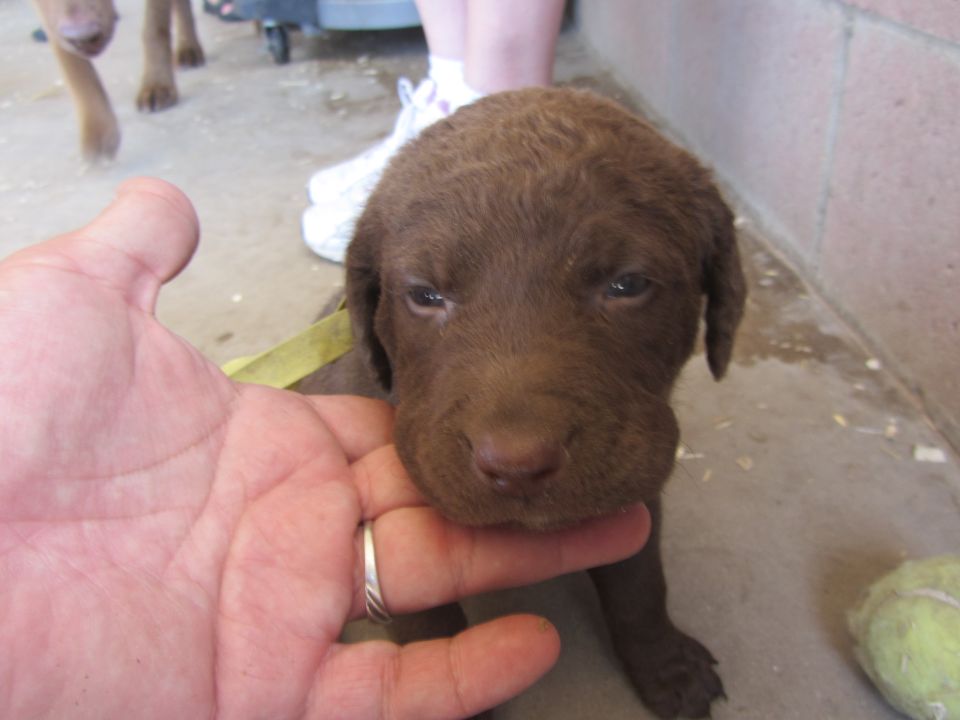 Brown puppy's face being held by a hand