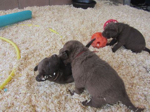 1968 Ford Mustang - Puppies play with toys in a pen filled with wood shavings.
