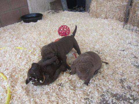 1968 Ford Mustang - Puppies play in a pen filled with wood shavings, with hay bales and a water bowl visible.
