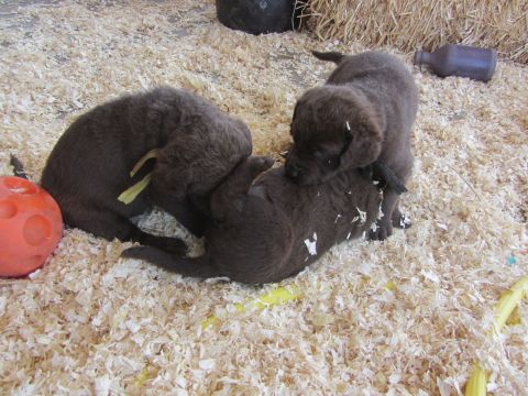 1968 Ford Mustang - Three young puppies wrestle and play in a bed of wood shavings, with a red toy nearby.