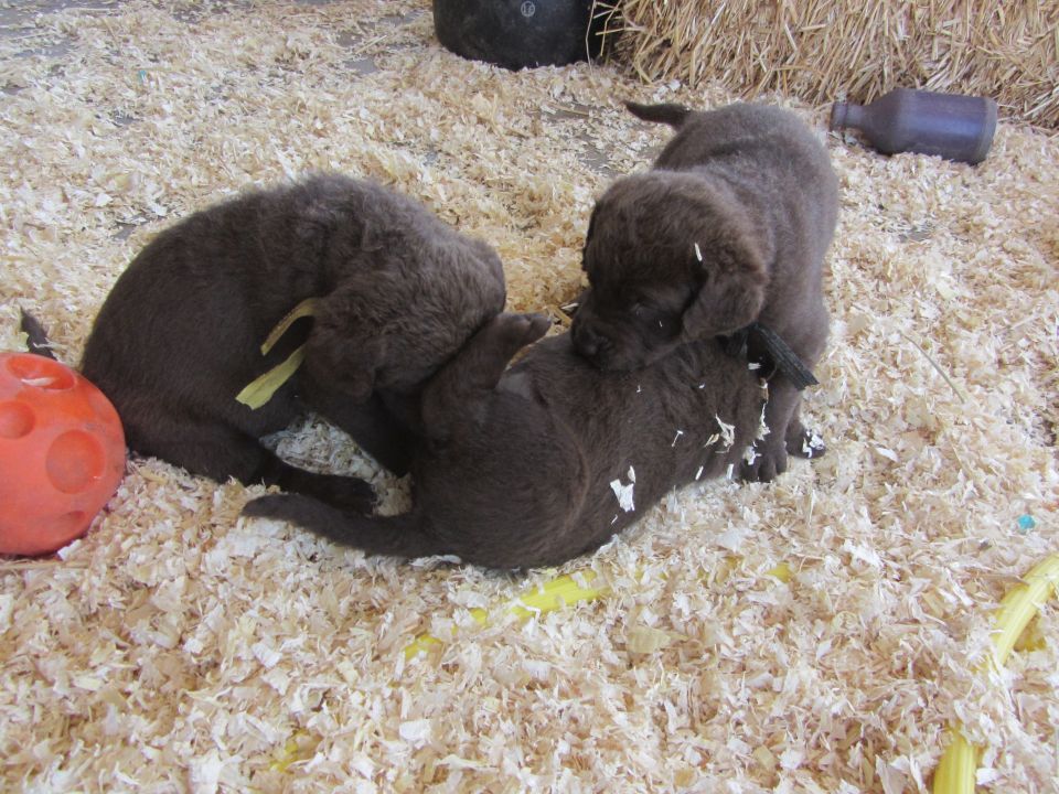 Three brown puppies tumble in wood shavings